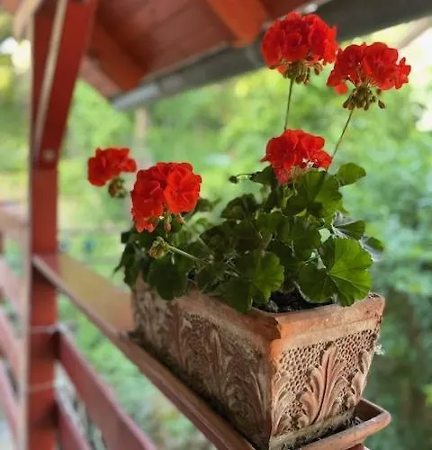 Boni 公寓 米什科尔茨