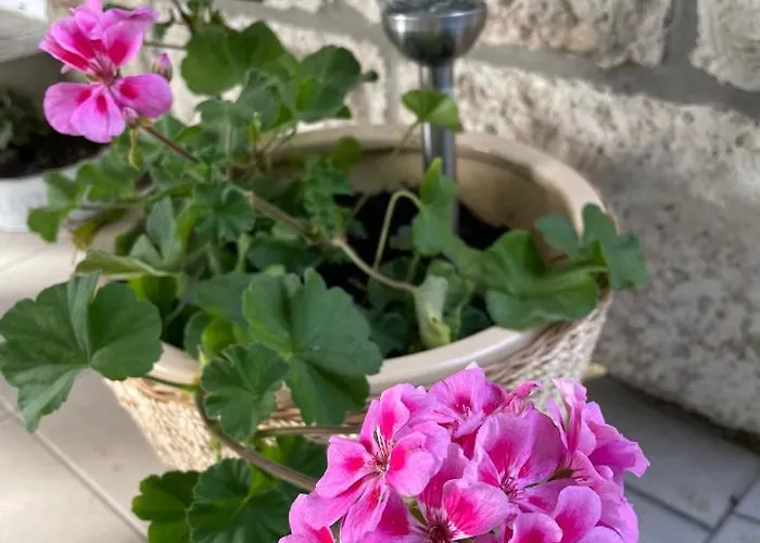 Boni 公寓 米什科尔茨